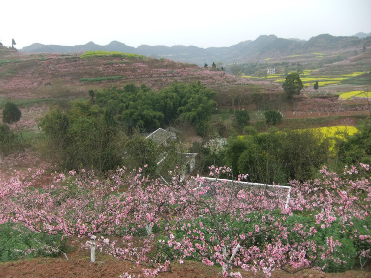 桃花村1.jpg