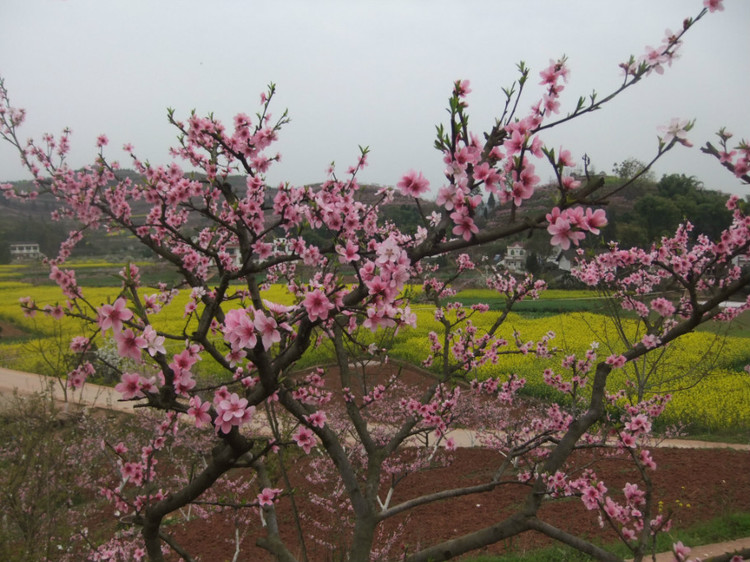 桃花村4.jpg