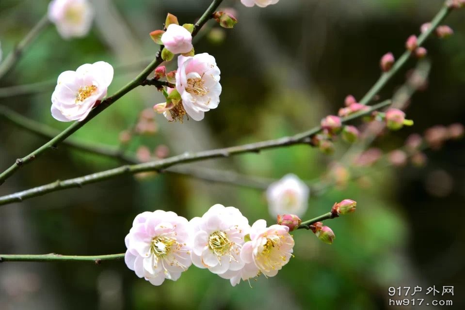 那些花儿 (5).jpg