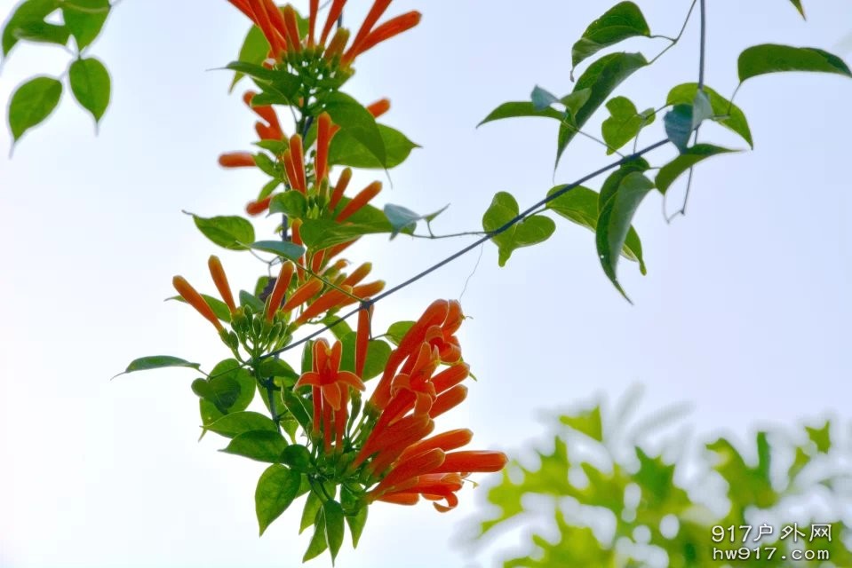 那些花儿 (6).jpg