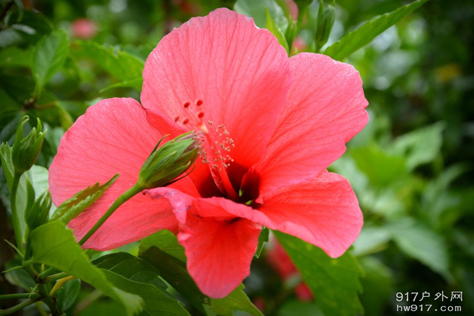 那些花儿 (11).JPG