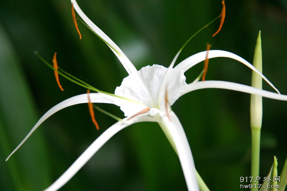 那些花儿 (7).jpg