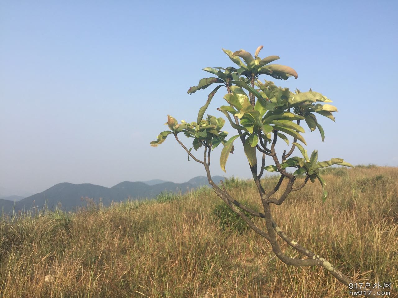 我愿意为你，我原以为为你放弃整片森林。