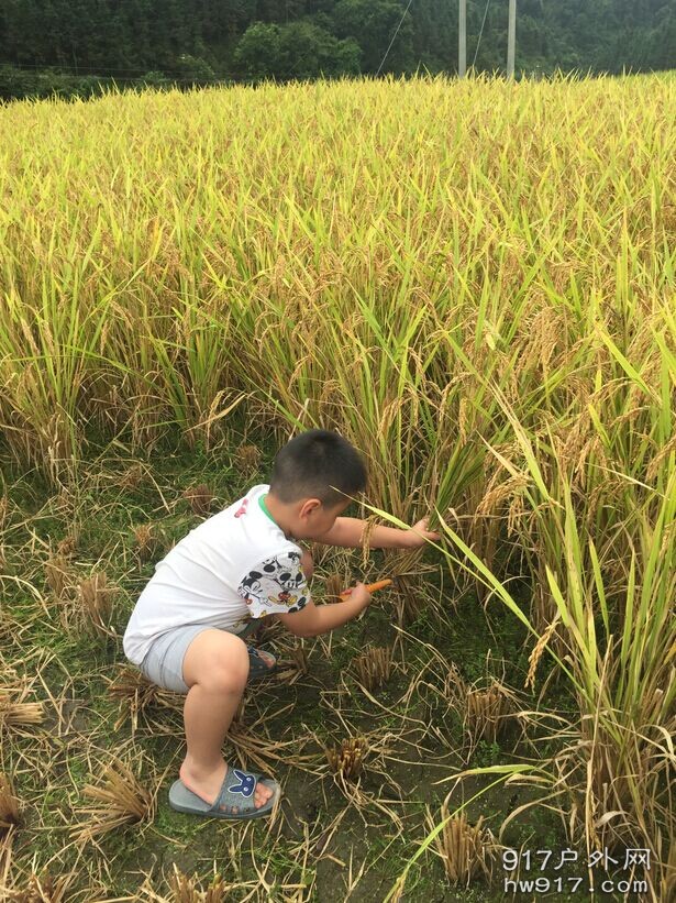 黑山村割稻子