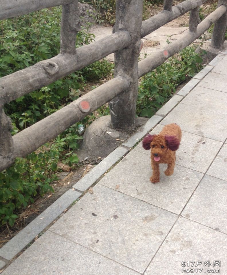 偶遇一只时尚的狗狗