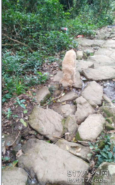 小狗也跟着我们一路同行