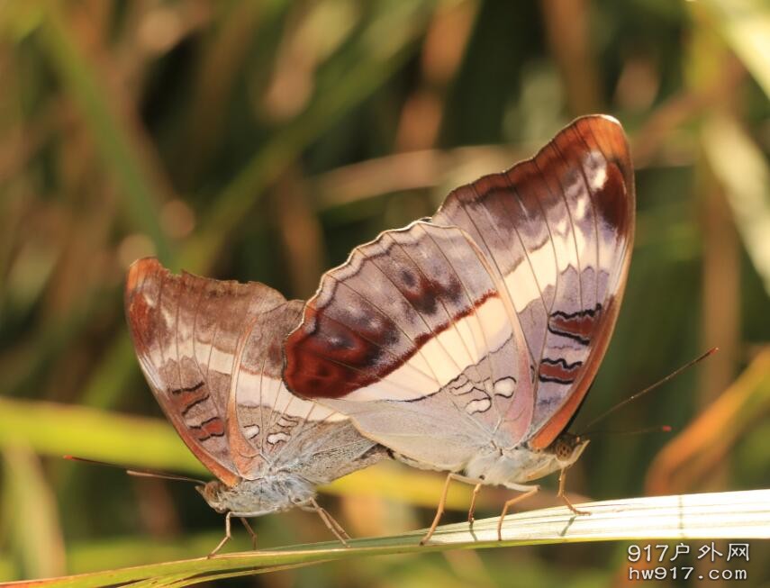 蝴蝶在翩翩起舞
