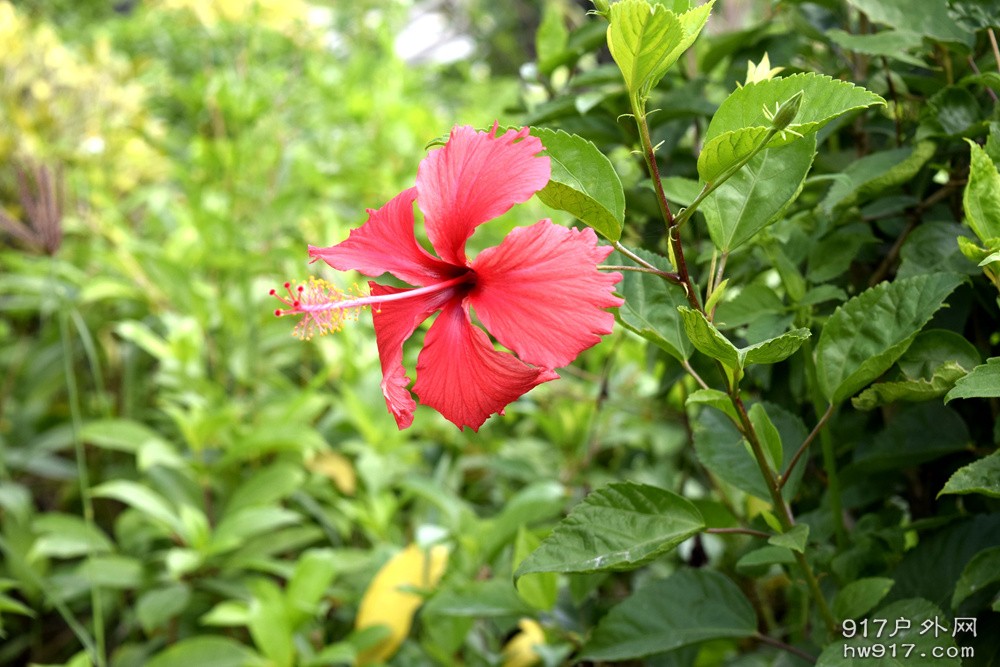 有山有水怎能没有花儿