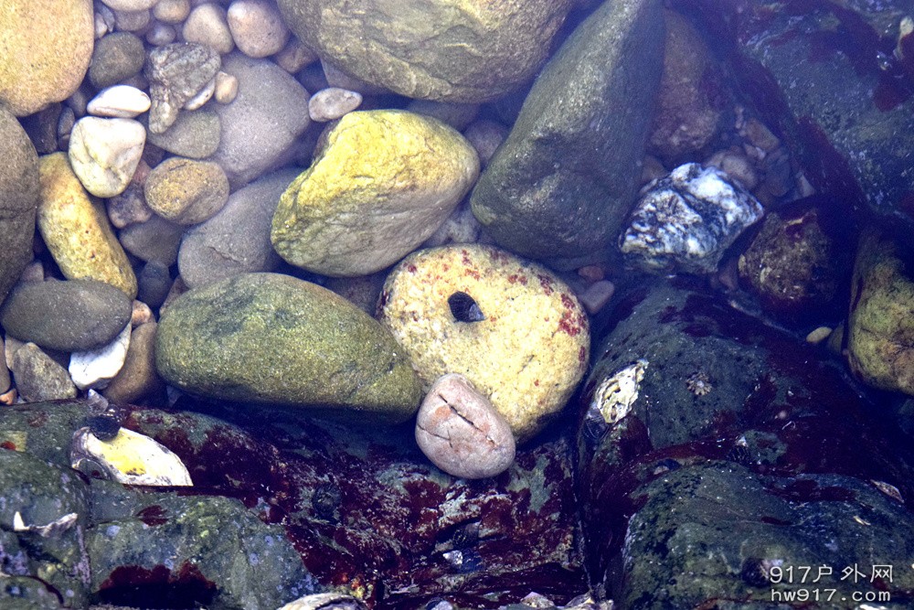 小海螺你的家好大哦