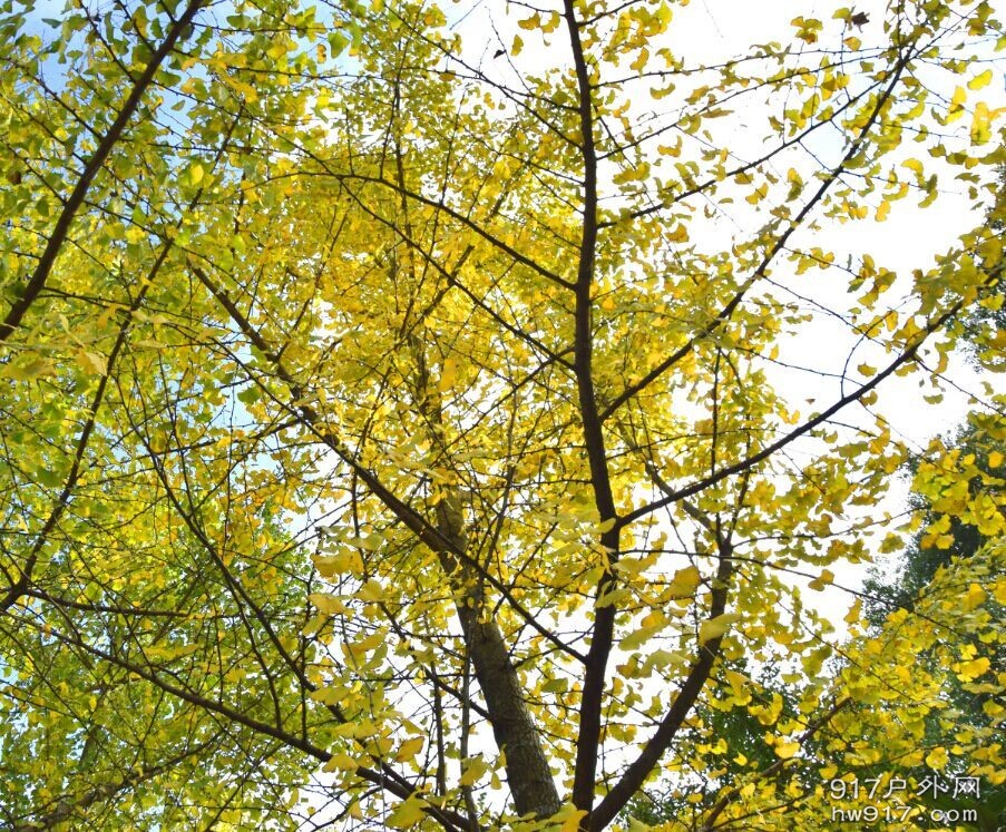 太阳出来救了我们，有了阳光，树叶都黄了