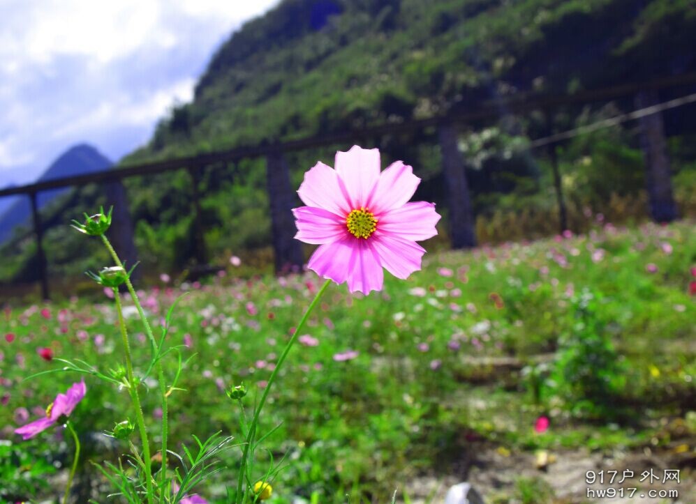 发现了格桑花海