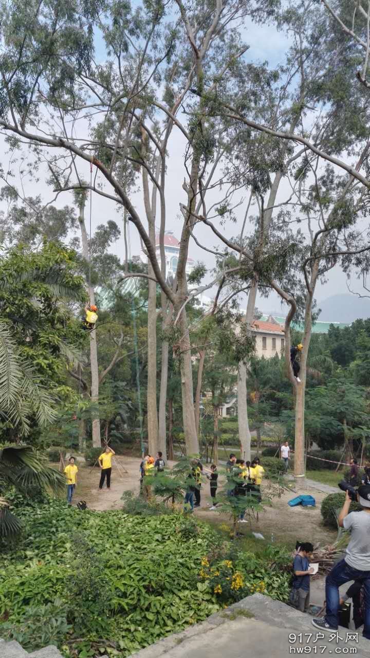 正在进行的爬树比赛