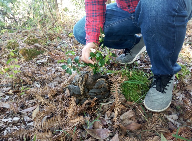 一朵鲜插在牛粪上