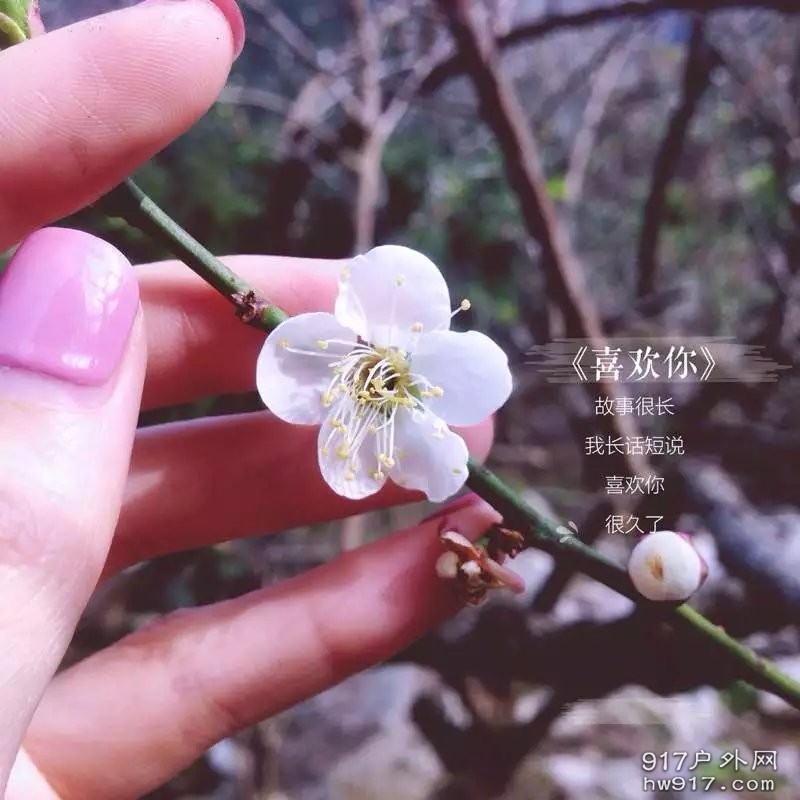 拍了唯一一朵梅花