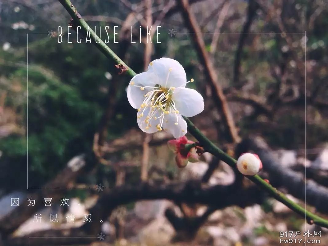 因为实在是没有花可拍