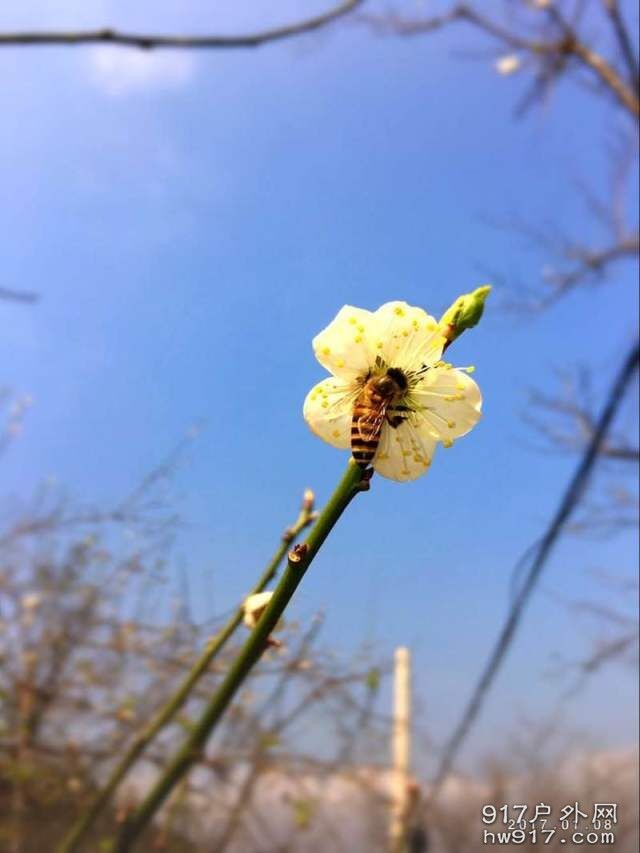 摄影大师下的蜜蜂，大爱