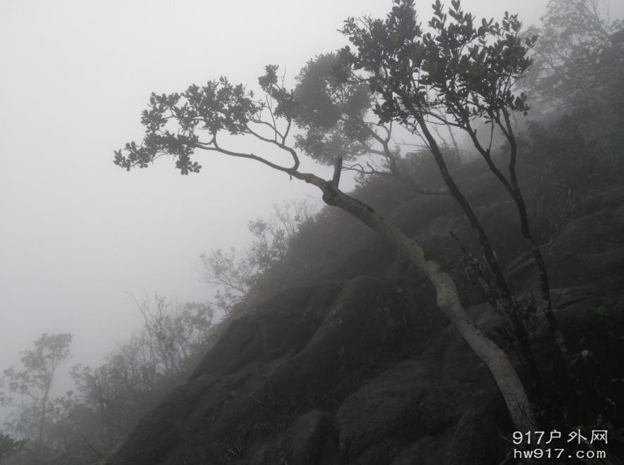 有这样的植物，正是生命的顽强！