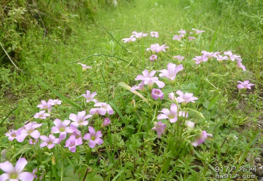 安静也有一份美丽