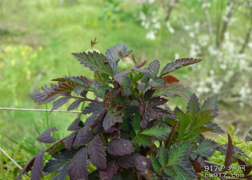 肯定没有人认识