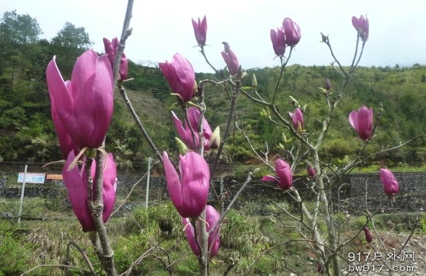 似乎是远迁过来的