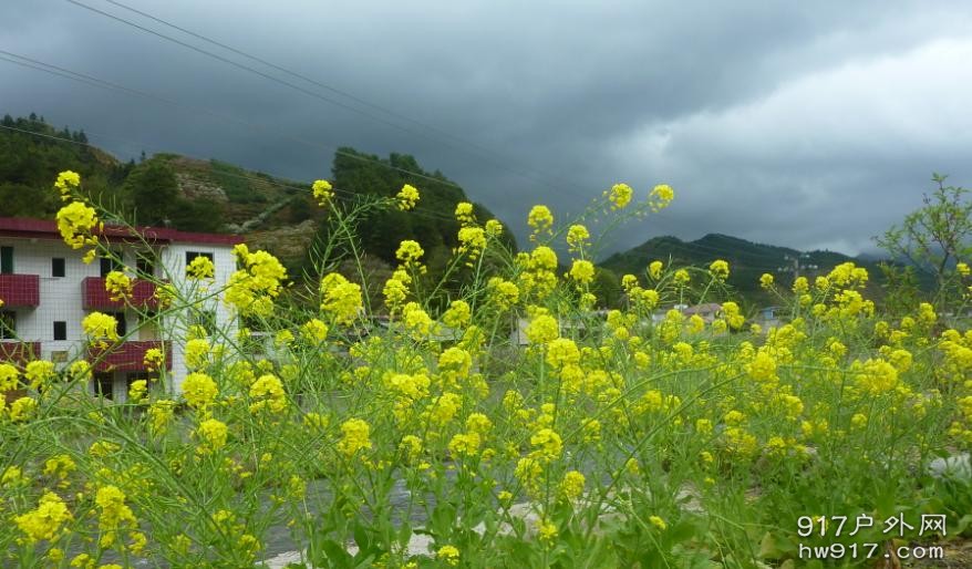 油菜花，也漂亮