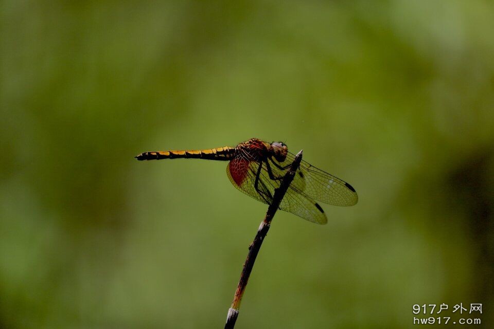 蜻蜓.jpg