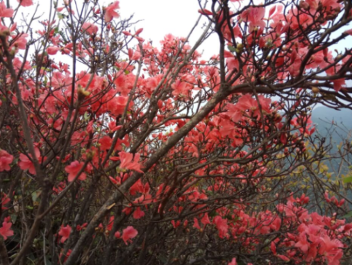花开花落总有时，珍惜眼前的花儿与少年