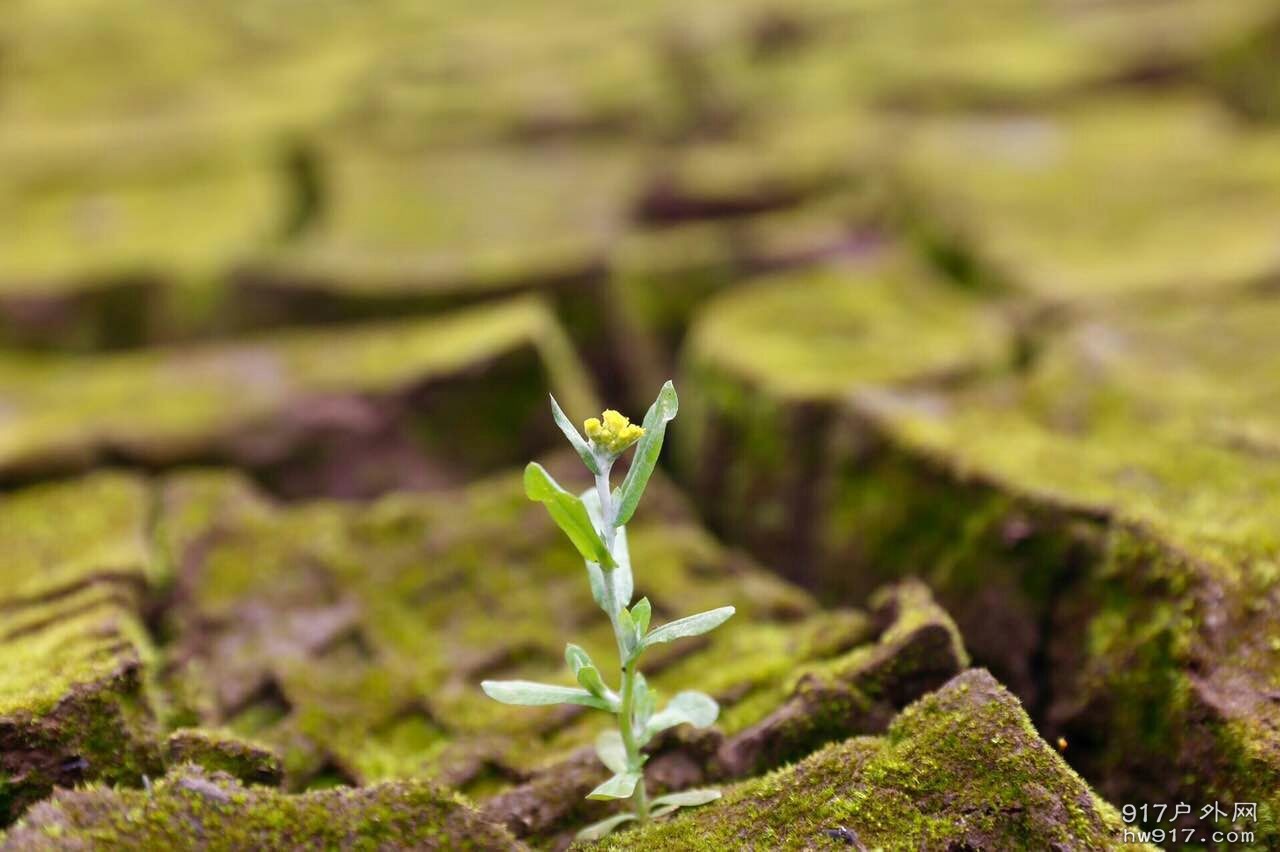 回城路上干裂的田地，布满青苔。曾经它也水源充足过吧！