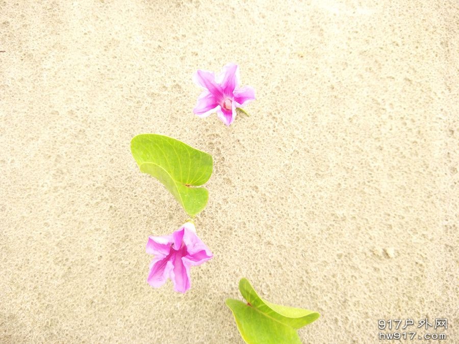 IMG20170618063150 - 副本.jpg