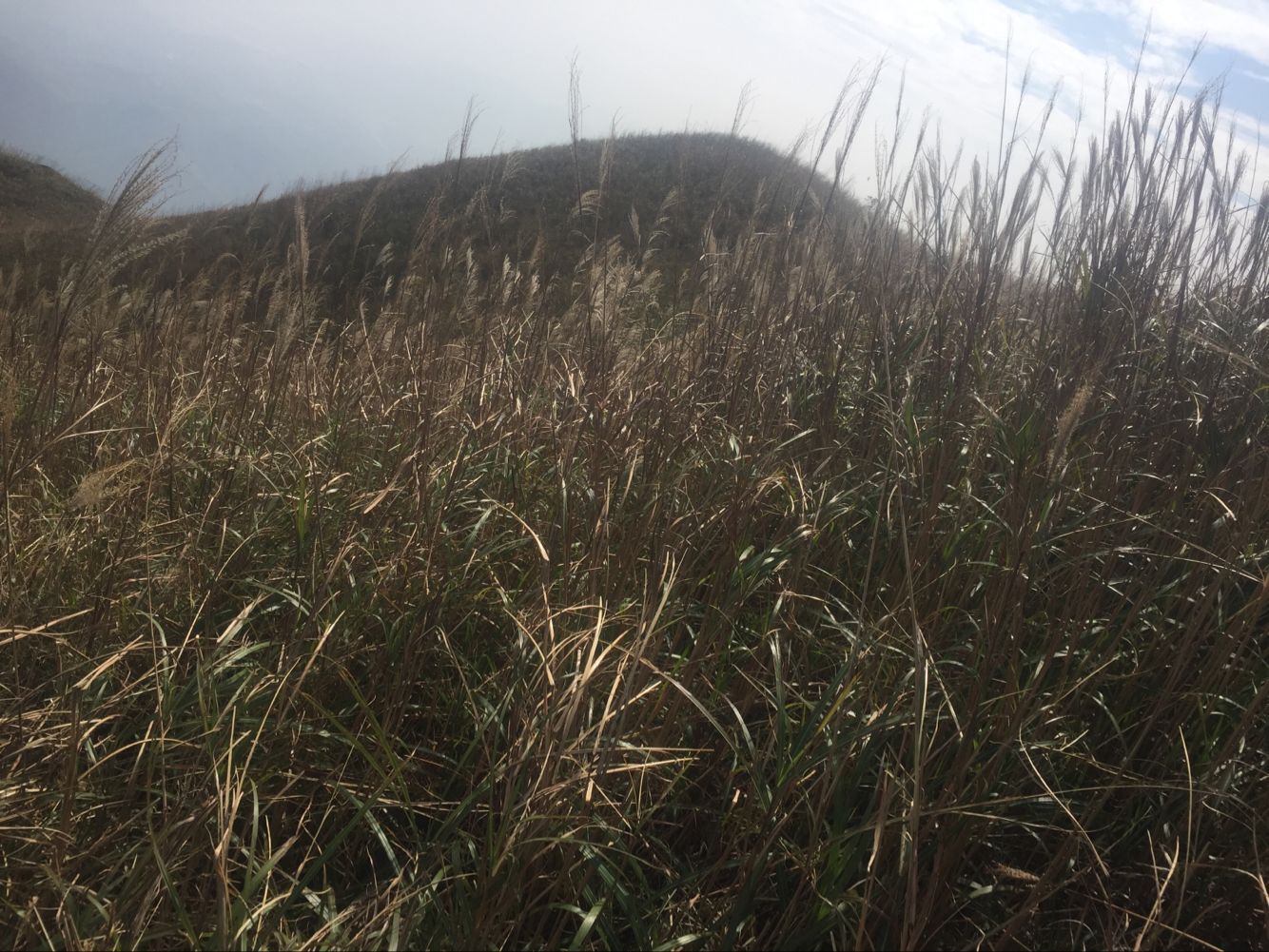 烈日当空，行走草丛中