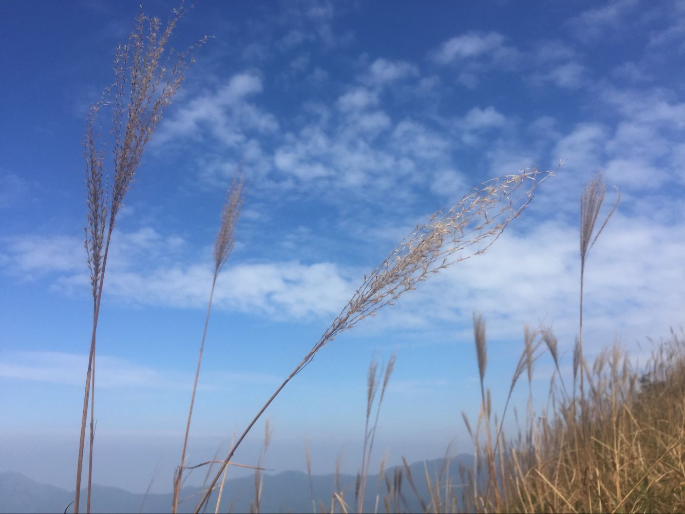 蓝蓝的天上白云飘，