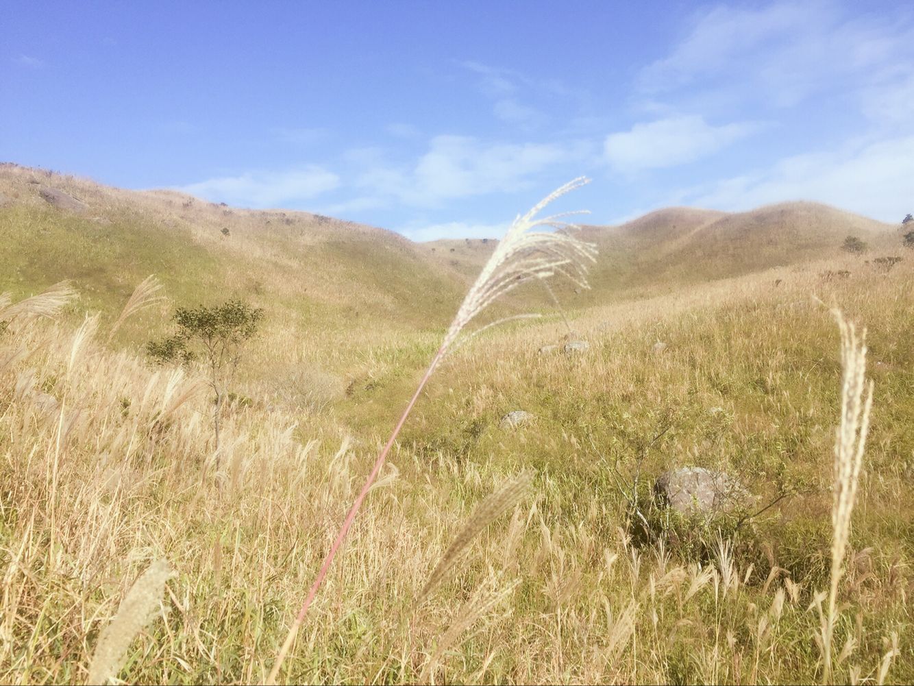 终于看到黄了，属于大南山的黄，是吗？是吗？