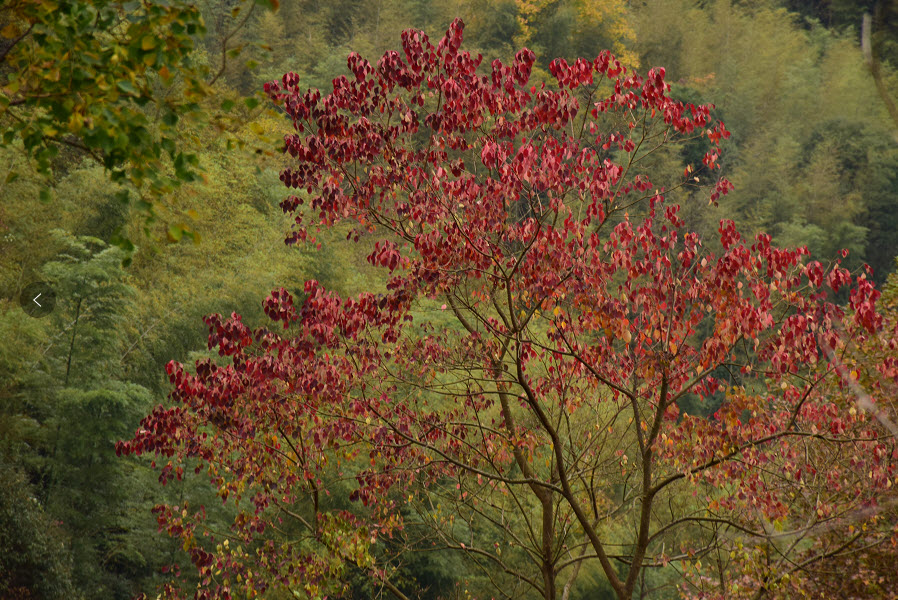 红枫.jpg
