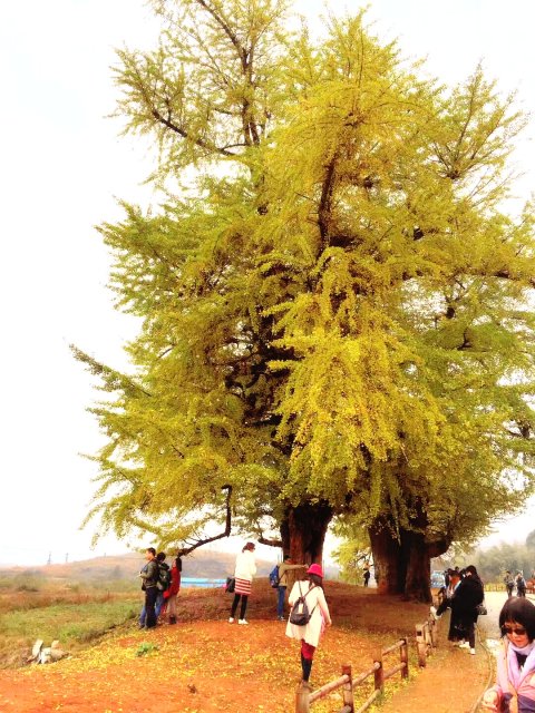 我多么希望，有一个门口，早晨，阳光照在草上。我们站着，扶着自己的门窗，门很低，但太阳是明亮的。草在结 ...