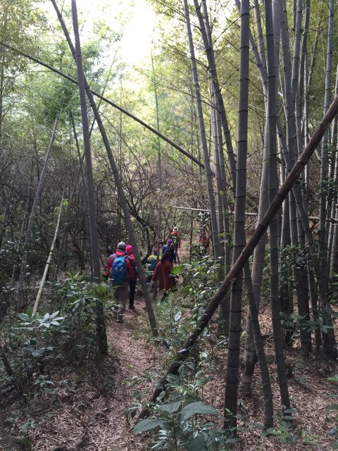 开始穿越小竹林