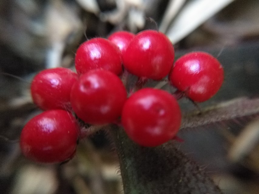 冬天里的一点红艳艳