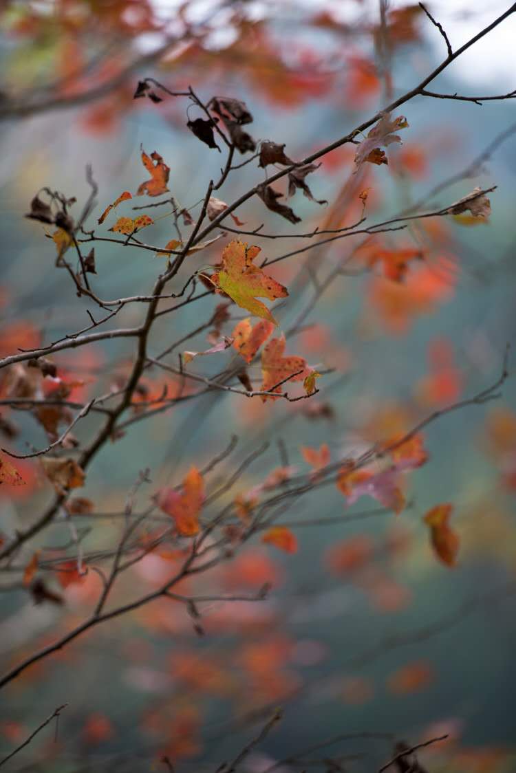 山间的一抹红 ..jpg