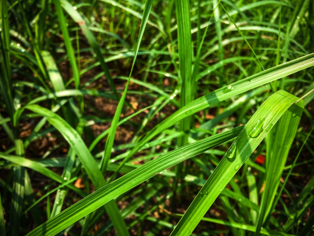 草.jpg