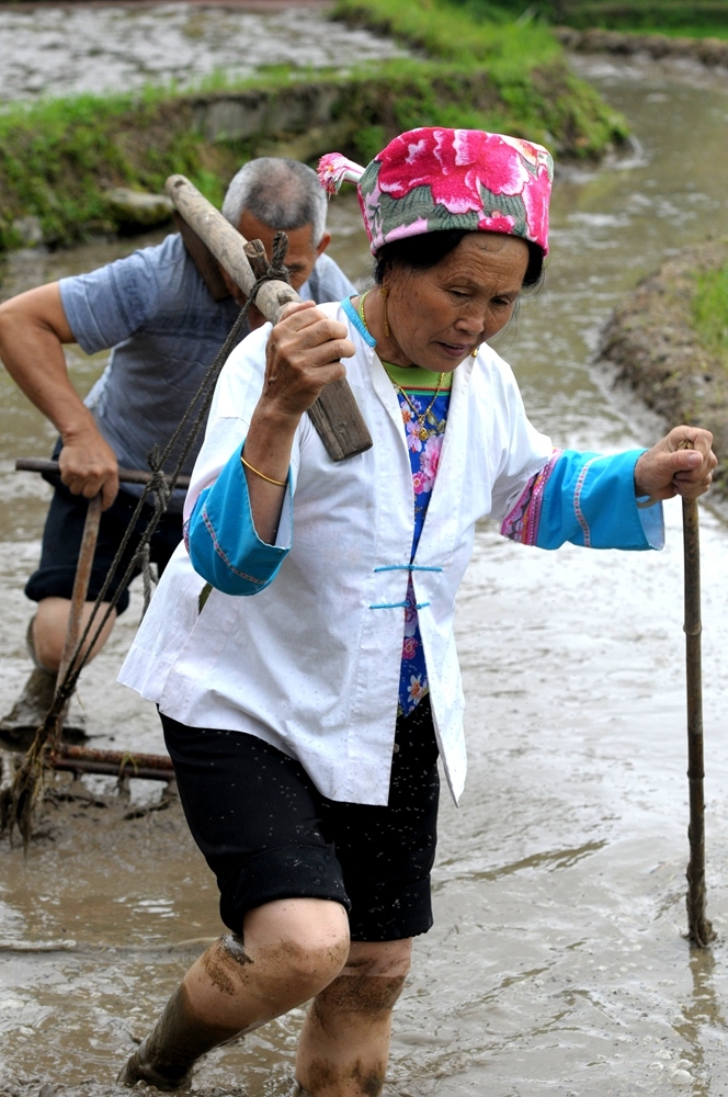 村民在进行犁田表演...