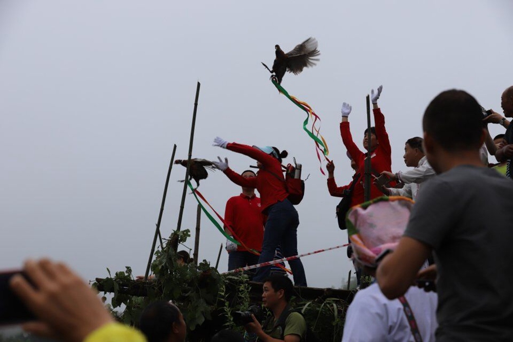 鸡和鸭在上面的平台放出，扔到不同的方向.