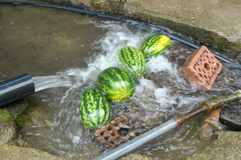 这里的水非常清凉，西瓜放在这里相当于放进冰箱..