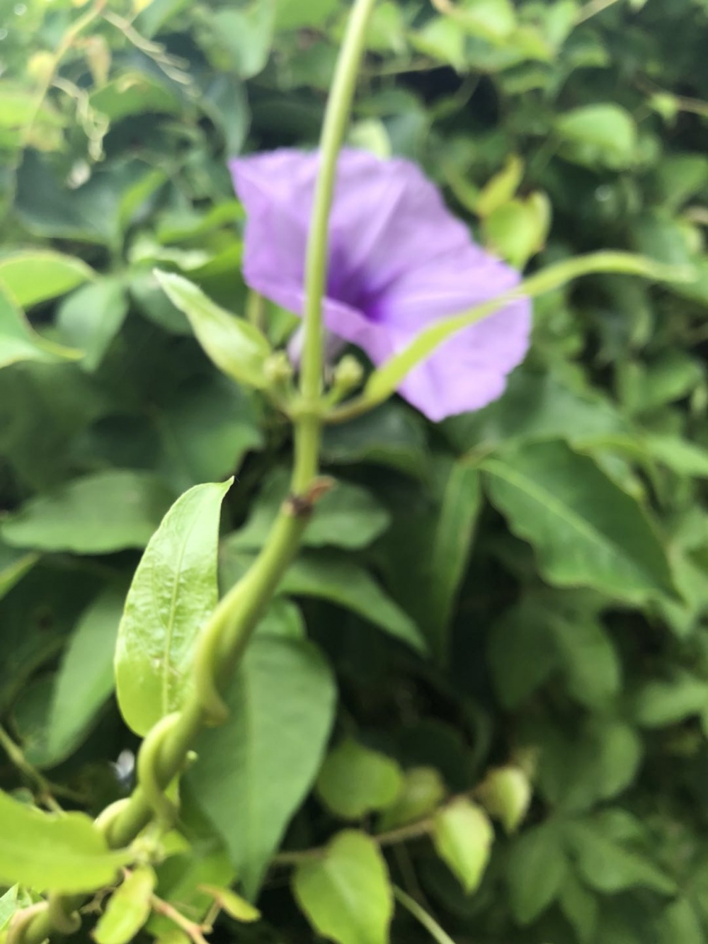 WeChat 圖片_20180612164201.jpg