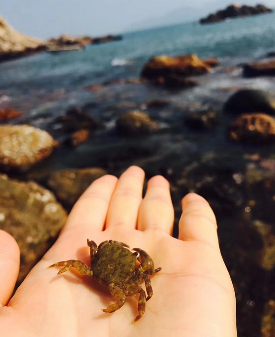 在海边被我抓到的小螃蟹，真好玩，哈哈哈 战利品