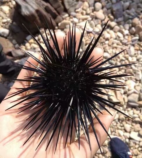 还有这个，听说叫海胆，身在平原的我是第一次见到 哈哈哈