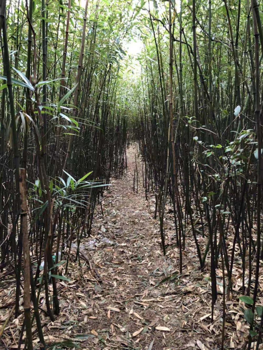 WeChat 圖片_20181105151928.jpg