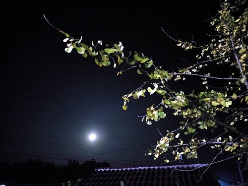 IMG20181124195402 - 副本 - 副本 - 副本 - 副本.jpg