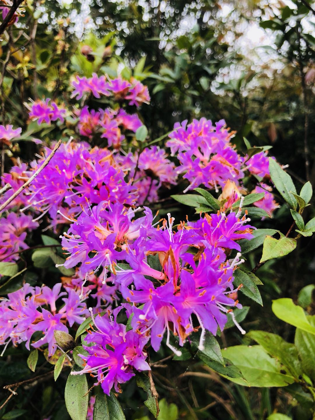 WeChat 圖片_20190412170223.jpg