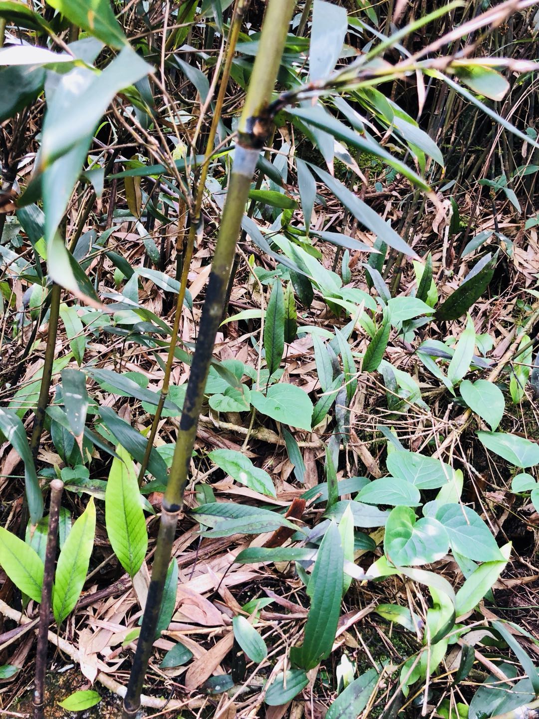 WeChat 圖片_20190412170233.jpg