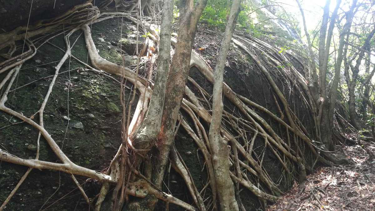 进山后没多久发现个根图藤