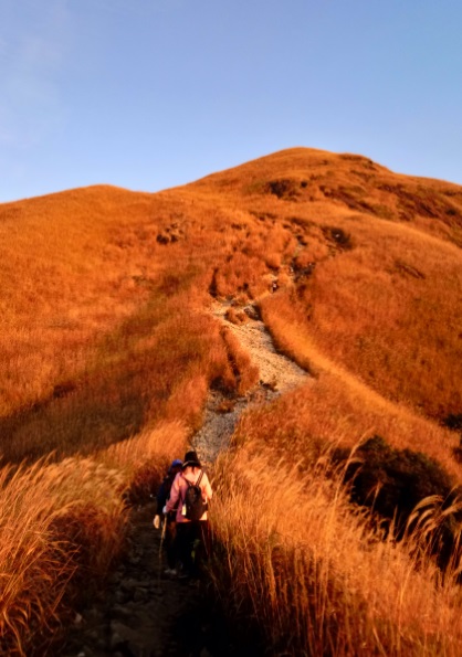 金色草皮被抓捕到了
